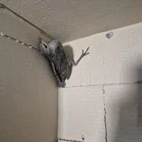 فروش جوجه مینا