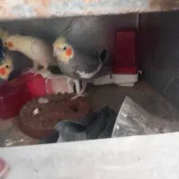 عروس هلندی عنبرآباد