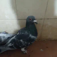 کبوتر|پرنده|سده (خراسان جنوبی), |دیوار