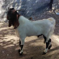 فروش چپش دورگه پاکستانی