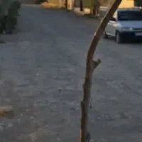 زمین مناسب باغچه خیابان میثم تمار چهار دیواری