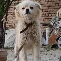 سگ.پاکوتاه.اشپیتز.