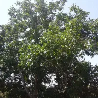باغ یغی