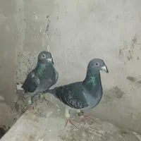سبز المانی