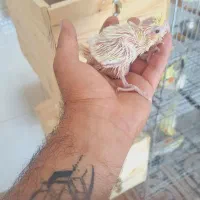 عروس هلندی سرلاکی|پرنده|مرودشت, ژیان|دیوار