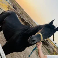 اسب نریان عرب ۴ساله بسیار زیبا تماما مشکی براق