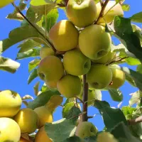 باغچه خوش قیمت|فروش خانه و ویلا|مشهد, تبادکان|دیوار