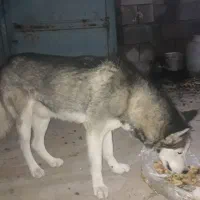 سگ هاسکی