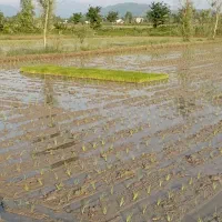 فروش نشا برنج باکسی