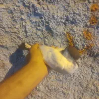 جوجه خال دم|پرنده|بیرجند, |دیوار