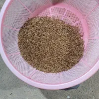 تولید و عرضه مستقیم کرم میلورم(اولین بار در منطقه)|خزنده|مراغه, |دیوار