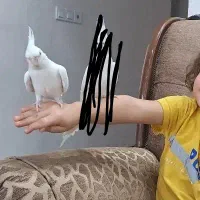 عروس هلندی آلبینو سخنگو و دستی