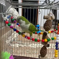 پرنده راهب|پرنده|بندر ماهشهر, |دیوار