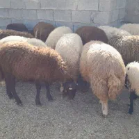 بره های دزدیده شده