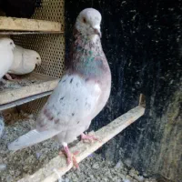 یه جای دور بر ۳۹تا