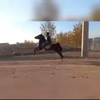 اسب‌ نریان‌|اسب و تجهیزات اسب‌سواری|زنجانرود, |دیوار