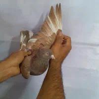 کبوتر فریبرز آقا خان