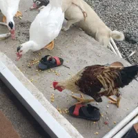 سگ اشپیتز ماده|سگ|ایزدشهر, |دیوار