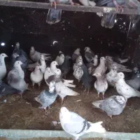 پلاکی ***|پرنده|مهریز, |دیوار