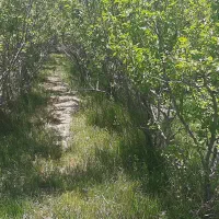 زمین باغ آلو ۴۴۹ متری بابا سلطان