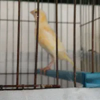 دو عدد قناری جوجه ریزه خوان|پرنده|اردبیل, |دیوار