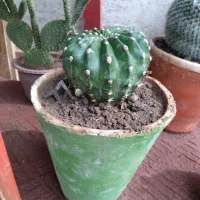 کاکتوس|گل و گیاه طبیعی|خمینیشهر, |دیوار