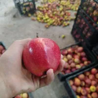 سیب قرمز و سفید اعلا