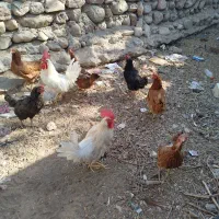 مرغ