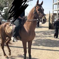 اسب ترکمن اصیل نریان مدرک دار|اسب و تجهیزات اسب‌سواری|مشهد, الهیه|دیوار