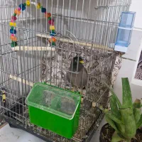 مرغ مینا .... یه جفت عروس هلندی|پرنده|مرودشت, ثبت احوال|دیوار