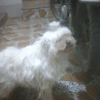 سگ ماده شیتزو