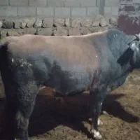 هشت راس گاو تمام پروار کشتاری
