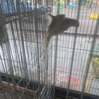 ملنگو سفید کم یاب|پرنده|ساری, |دیوار