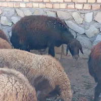 گوسفند افشار