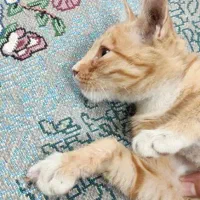 واگذاری رایگان بچه گربه