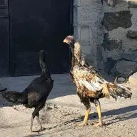 خروس لاری|حیوانات مزرعه|اردبیل, |دیوار