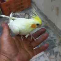 ۳عددجوجه عروس هلندی|پرنده|مشهد, شهرک صنعتی توس|دیوار