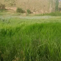 علف|لوازم جانبی حیوانات|سنندج, |دیوار