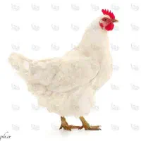 کارگر متاهل برای مرغداری گوشتی