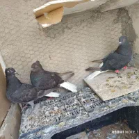 کبوتر فروشی|پرنده|فردوس (خراسان), |دیوار