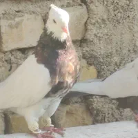 کفتر بهبهانی طوق شازده سیاه سینه سیاه