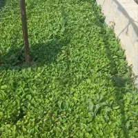 نشا فروشی