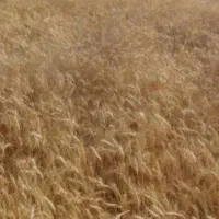 زمین کشاورزی سید خلف ابو ترکیه50هتکار|اجارهٔ دفتر صنعتی، کشاورزی، تجاری|اهواز, ملاشیه|دیوار