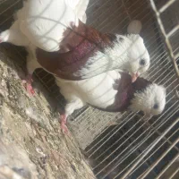 جفتگاه جوجه رنگه ساده سار کلاغ کله زرد گراف طوقی