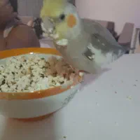 عروس هلندی گم شده|پرنده|شیراز, خلیلی|دیوار