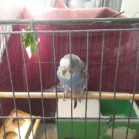 مرغ عشق حراج حراج فوری