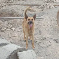 سگ ژرمن