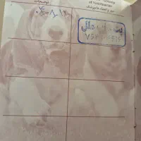 سگ پودل|سگ|پردیس, فاز ۲|دیوار