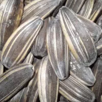 تخمه بذری مادری درشت وتخمه ریز طوطی سانان|خوردنی و آشامیدنی|قدس, شهرقدس|دیوار