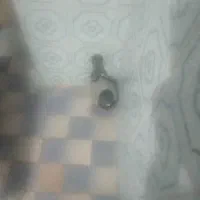 کبوتر گردنش سبز